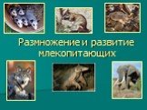 Размножение и развитие млекопитающих