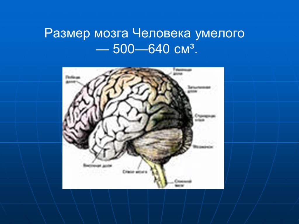 5 см мозга. Объем мозга. Размер мозга современного человека. Человек умелый объем мозга.