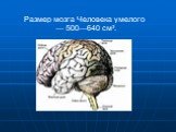 Размер мозга Человека умелого — 500—640 см³.