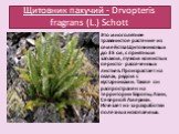 Щитовник пахучий - Drvopteris fragrans (L.) Schott. Это многолетнее травянистое растение из семейства Щитовниковых до 35 см, с приятным запахом, пучком кожистых перисто- рассеченных листьев. Произрастает на скалах, рядом с кустарниками. Также он распространен на территории Европы, Азии, Северной Аме