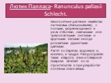 Лютик Палласа- Ranunculus pallasii Schlecht. Многолетние растение семейства лютиковых (Ranunculaceae), с полыми, укореняющимися в узлах стеблями, овальными или трёхлопастными листьями и крупными белыми иногда розоватыми душистыми цветками. Растёт по берегам водоёмов и, конечно, в тундре. Распростран