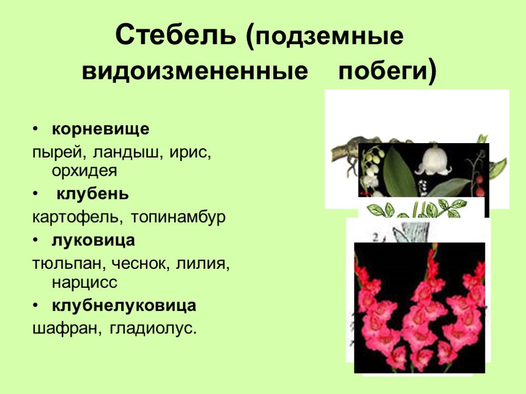 Видоизменения стебля. Таблица видоизменения стебля надземные и подземные. Видоизменения подземных и надземных стеблей. Стебель видоизменения стебля. Видо изменнëные стебли.