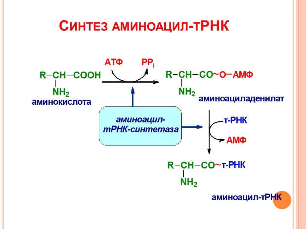 Матричная атф. Реакция образования аминоацил-ТРНК. Активация аминокислот, образование аминоацил-т-РНК.. Синтез аминоацил-ТРНК. Синтез аминоацил-ТРНК биохимия.