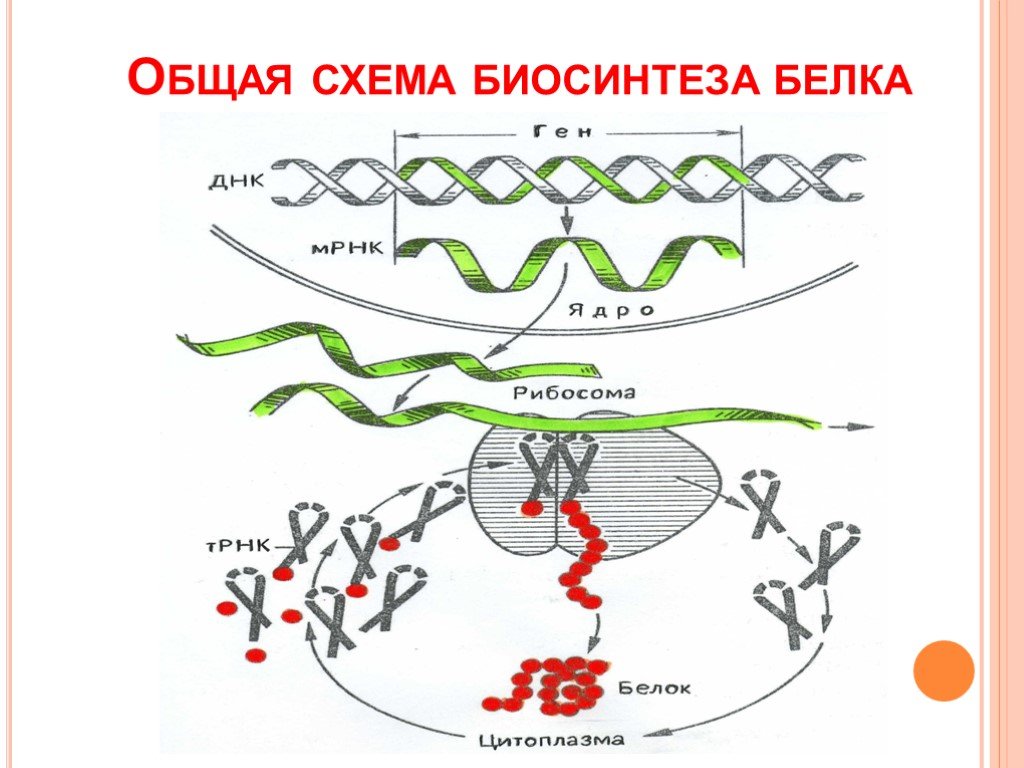 Направление синтеза белка