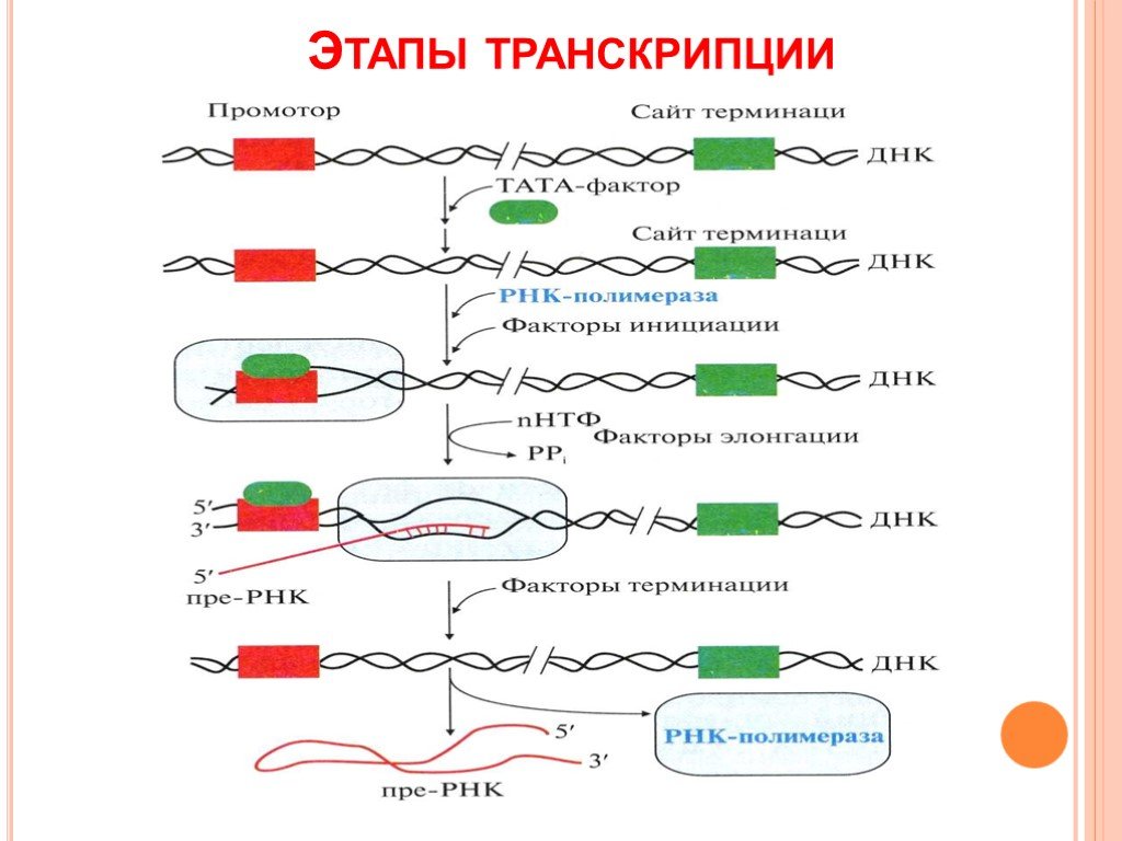 Транскрипция атф. Этапы транскрипции биохимия. Транскрипция биохимия схема. Этапы биосинтеза РНК схема. Схема процесса транскрипции.