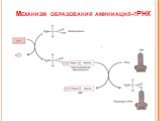 Механизм образования аминиацил-тРНК
