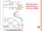 Процессинг (модификация концов м-РНК)