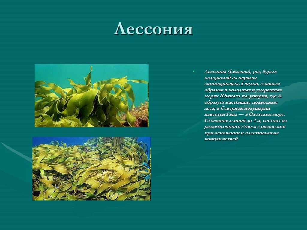 Сообщение про водоросли. Лессония водоросль. Бурые водоросли презентация. Доклад по биологии водоросли. Сообщение о любом виде водорослей.