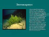 Эктокарпус. Род эктокарпус (Ectocarpus) имеет кустистые слоевища высотой 0,1—30 см, крайне редко до 60 см, образованные тонкими нитями толщиной 50—150 мкм. Основанием служат стелющиеся ризоиды; у некоторых видов, растущих на водорослях, они могут проникать внутрь их. Крупные вертикальные побеги в ос