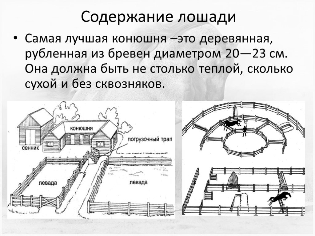 Содержание лошадей презентация