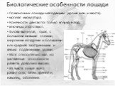 Биологические особенности лошади. Позвоночник лошади неподвижен (кроме шеи и хвоста). могучая мускулатура. Конечности двигаются только вперед-назад. ключицы отсутствуют. Голова вытянутая, сухая, с большими живыми глазами, широкими ноздрями и большими или средней заострёнными и весьма подвижными ушам