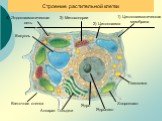 Строение растительной клетки. Хлоропласт Клеточная стенка Аппарат Гольджи. 1) Цитоплазматическая мембрана. 3) Митохондрии. 4) Эндоплазматическая сеть. 2) Цитоплазма