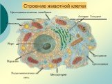 Строение животной клетки. Центриоли. Эндоплазматическая сеть. Цитоплазматическая мембрана
