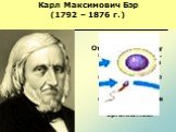 Карл Максимович Бэр (1792 – 1876 г.). 1827 год Открыл яйцеклетку млекопитающих. Сформулировал положение, что клетка не только единица строения, но и единица развития живых организмов.