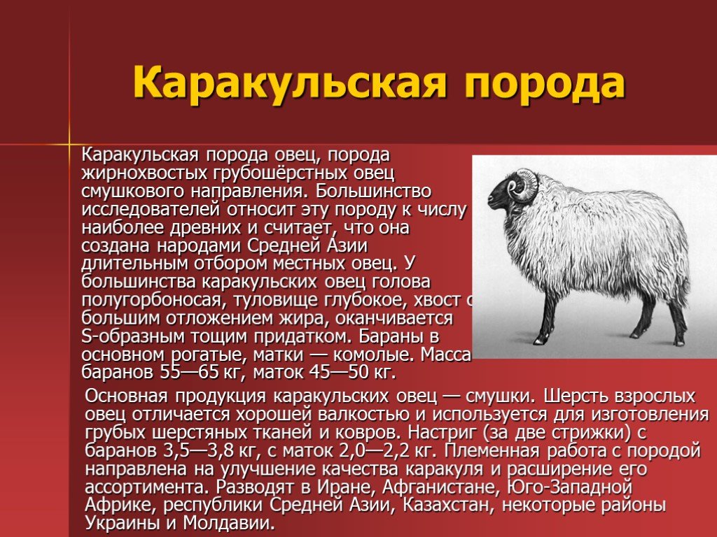 Овца характеристика. Каракульская порода овец характеристика. Каракульская порода овец Тонина. Породы овец Каракульская асканийская. Каракульская порода Тонина шерсти.