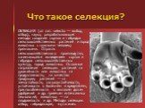 Что такое селекция? СЕЛЕКЦИЯ (от лат. selectio — выбор, отбор), наука, разрабатывающая методы создания сортов и гибридов сельскохозяйственных растений и пород животных с нужными человеку признаками. Отрасль сельскохозяйственного производства, занимающаяся выведением сортов и гибридов сельскохозяйств