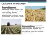 На севере Казахстана климатические условия благоприятствуют выращиванию яровой пшеницы, овса, ячменя и других зерновых культур, а также позволяют развивать овощеводство, бахчеводство и возделывать ряд технических культур - подсолнечника, льна-кудряша, табака и др. На юге республики, в предгорной пол