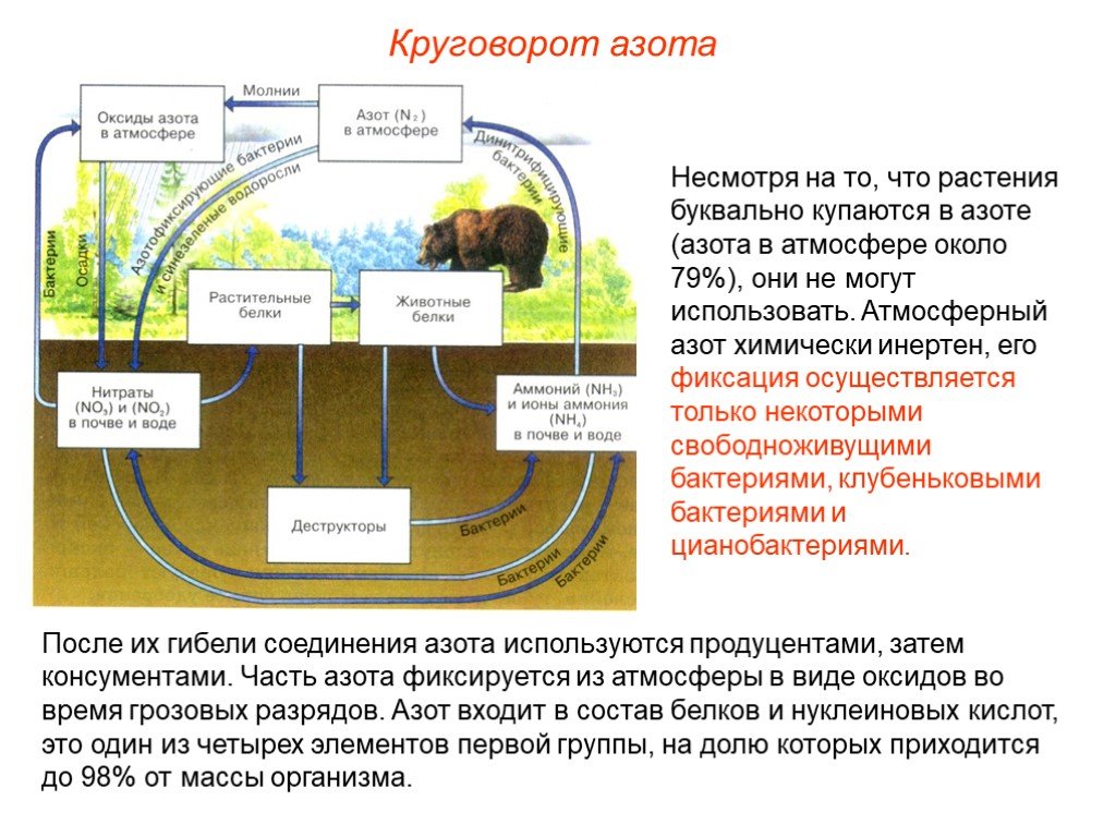 Опишите круговорот азота в природе. Схема круговорота биогеохимического цикла азота. Круговорот азота в природе биология 9 класс. Круговорот азота кислорода углерода в природе. Биогеохимический круговорот азота в природе.