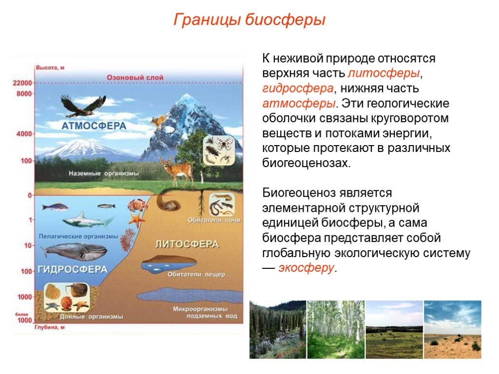 Роль биосферы в атмосфере. Границы биосферы. Биосфера гидросфера. Биосфера часть атмосферы. Функции живых организмов в биосфере.
