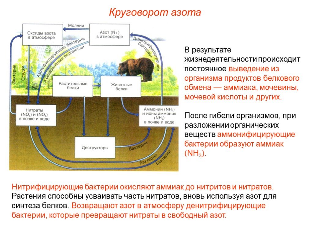 Соединения азота в почве. Фазы круговорота азота. Нитрифицирующие бактерии круговорот азота. Биологический круговорот в биосфере. Круговорот азота этапы кратко.