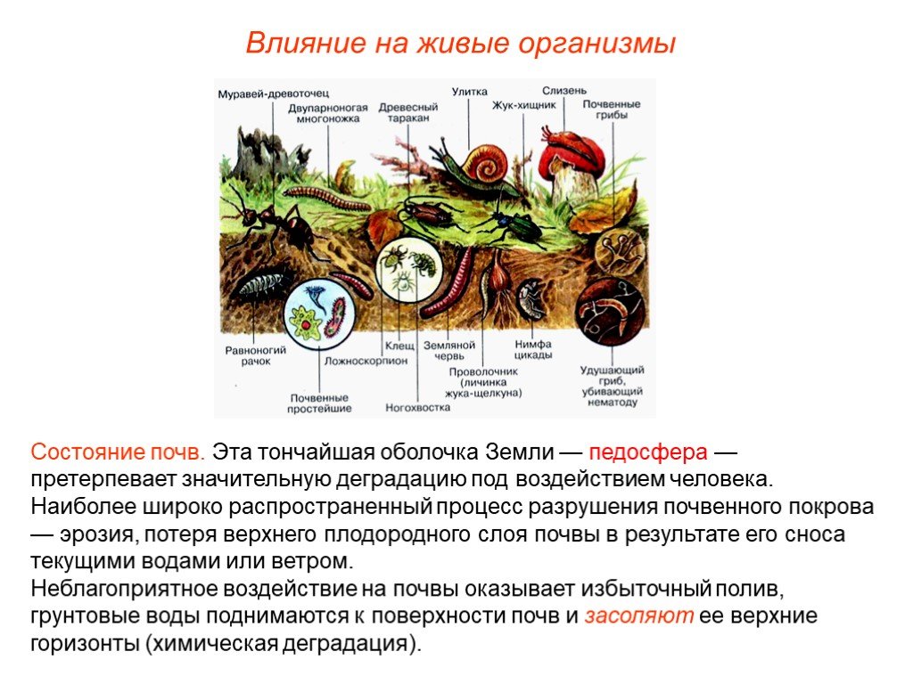 Значительные изменения организмами. Влияние живых организмов на оболочки почвы. Воздействие организмов на земные оболочки. Почва.. Роль почвенных организмов. Роль почвенных организмов в формировании почвы.