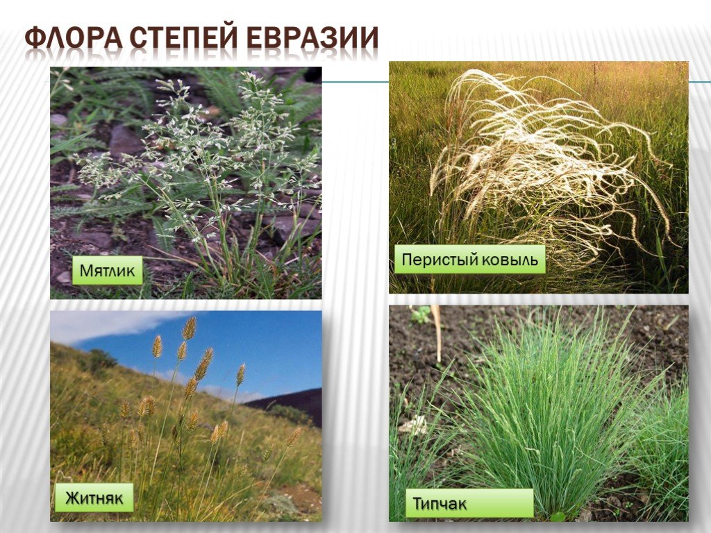 Какие растения есть в евразии. Ковыль, Типчак, мятлик. Растения на материке Евразия. Растения степей Евразии. Растения обитающие в Евразии.
