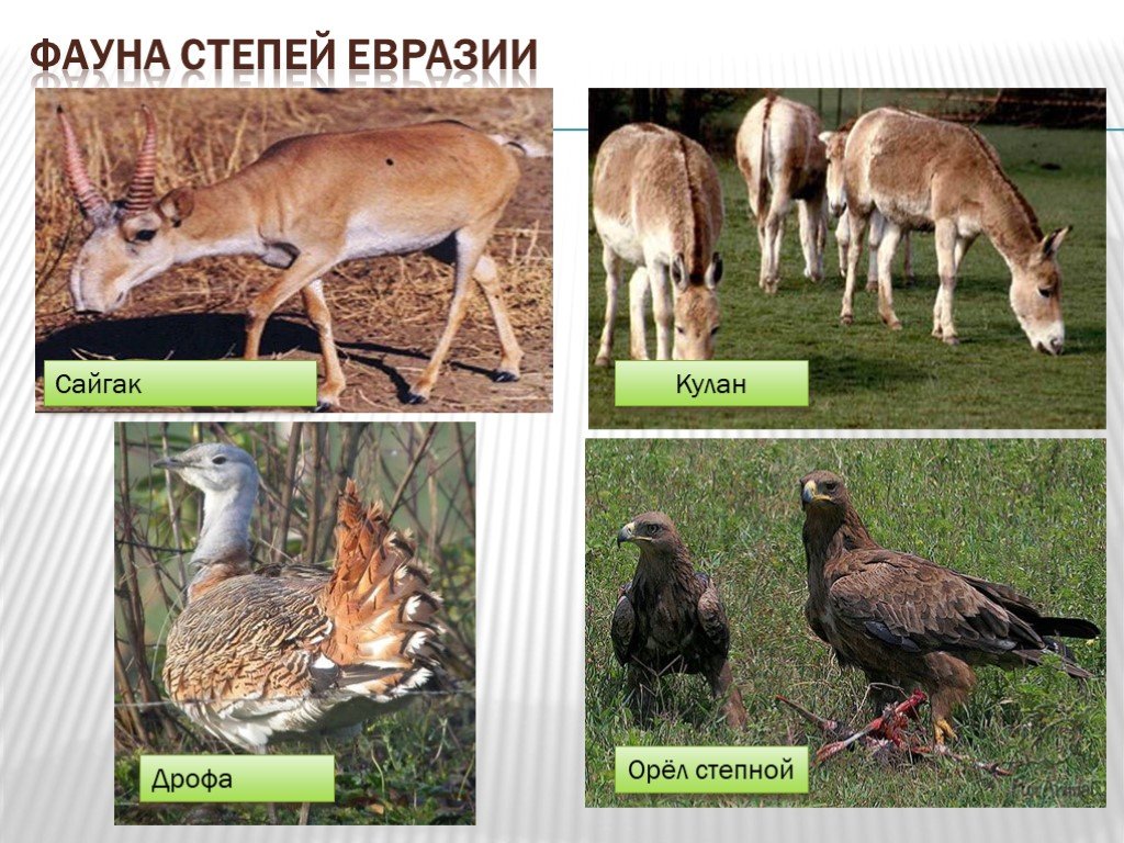 Степная евразия. Животные степи. Представители фауны в степи. Животные степей Евразии. Растения и животные степи.
