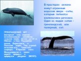 В просторах океана живут огромные морские звери - киты, которые питаются маленькими рачками. Один из видов китов - гренландский, или полярный, кит. ГРЕНЛАНДСКИЙ КИТ - (полярный кит), морское млекопитающее семейства гладких китов. Длина до 21 м. Обитает в Сев. Ледовитом океане, Беринговом и Охотском 