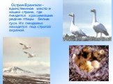 Остров Врангеля - единственное место в нашей стране, где гнездятся красивейшие редкие птицы ­ белые гуси. Их гнездовья находятся под строгой охраной.