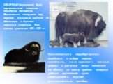 ОВЦЕБЫК (мускусный бык), парнокопытное животное семейства полорогих. Малочислен, находится под охраной. Это самые крупные из обитающих в Арктике копытных животных. Вес самцов достигает 400—500 кг. Исключительная неразборчивость овцебыков в выборе кормов, способность легко переносить сильные морозы и