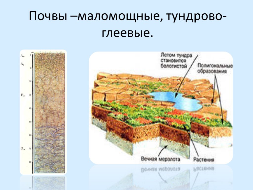 Почвы и их свойства тундры. Тундрово-глеевые почвы особенности почвы. Тундрово-глеевые почвы почвенный профиль. Тундрово-глеевые почвы России. Почвенный разрез тундровой почвы.