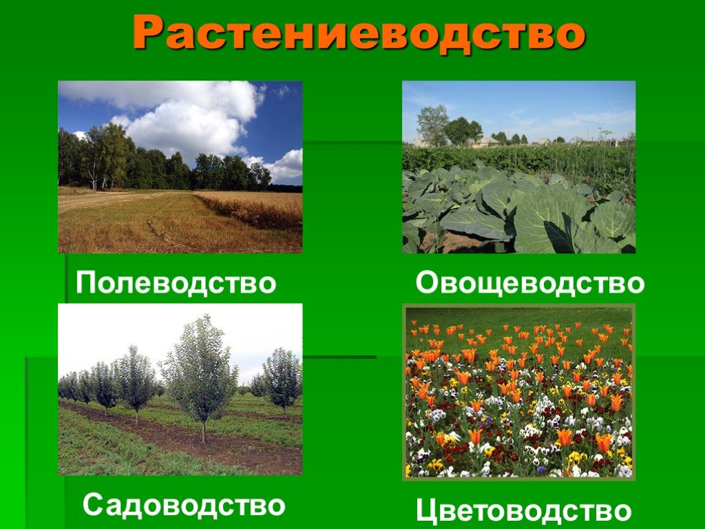 Растениеводство 3 класс презентация