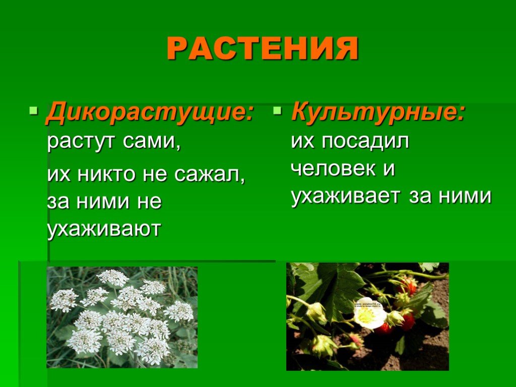 Выберите причины сокращения ареалов обитания дикорастущих растений. Культурные растения. Дикорастущие и культурные растения. Цветы дикорастущие и культурные. Проект дикорастущие растения.