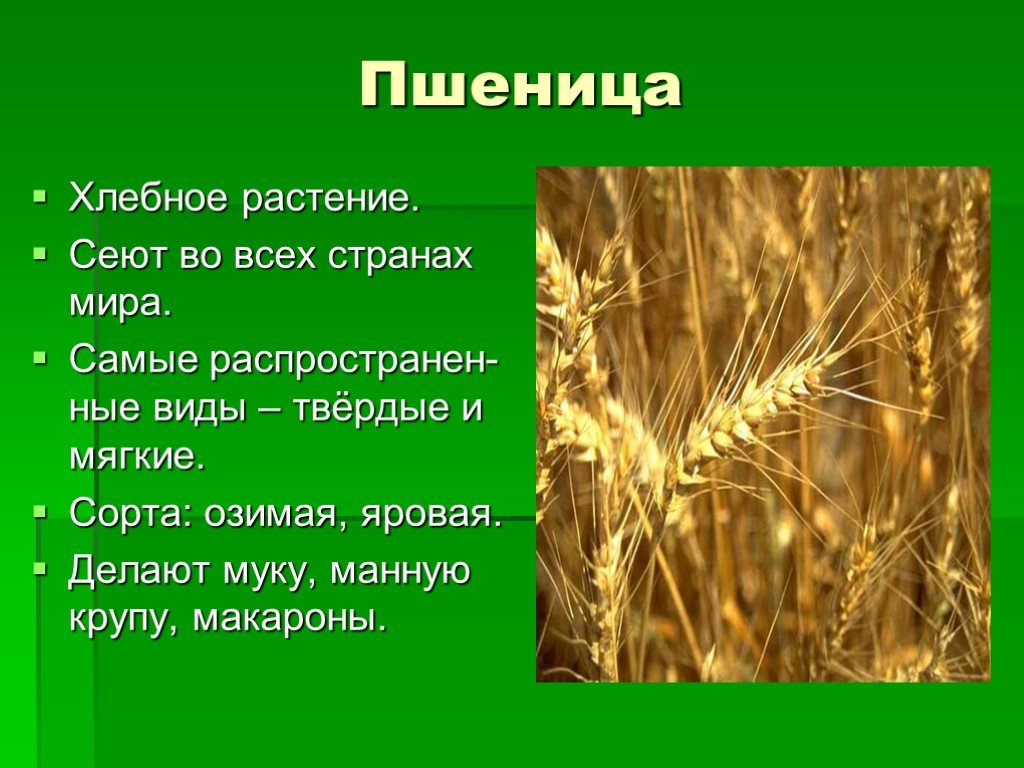 Сообщение о культурном растении 3 класс окружающий мир по плану