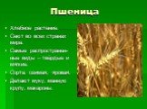 Пшеница. Хлебное растение. Сеют во всех странах мира. Самые распространен-ные виды – твёрдые и мягкие. Сорта: озимая, яровая. Делают муку, манную крупу, макароны.