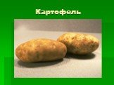 Картофель