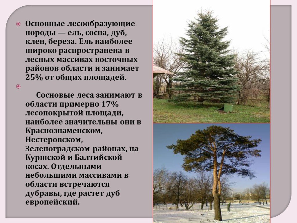 Основные лесообразующие породы. Растительный мир Калининградской области. Растительный и животный мир Калининградской области. Основные лесообразующие породы хвойных лесов.