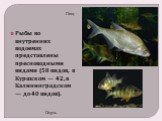 Рыбы во внутренних водоемах представлены пресноводными видами (58 видов, в Куршском — 42, в Калининградском — до 40 видов). Лещ Окунь
