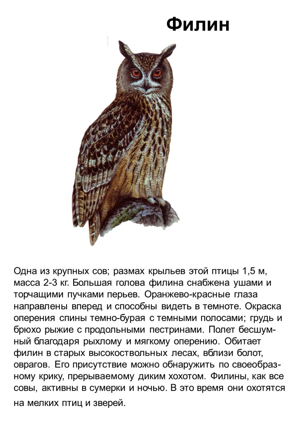 Текст про сову. Доклад про Филина красная книга. Сообщение про Филина который в красной книге. Филин красная книга краткое описание 3 класс. Филин красная книга краткое описание 2 класс.