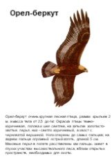 Орел-беркут очень крупная лесная птица, размах крыльев 2 м, а масса тела от 2,5 до 4кг. Окраска птицы темно-коричневая, голова и шея светлее, на затылке золотисто-желтые перья, низ - светло коричневый, а хвост с черноватой вершиной. Ноги оперены до самых пальцев; на заднем пальце огромный острый ког