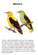 Иволга. Иволга - одна из красивейших лесных птиц, размером несколько крупнее скворца. Оперение самца ярко-жел-тое, крылья и хвост - черные. Самка окрашена более тускло - сверху она зеленовато-серая, а низ ее желтова-то-белый, с редкими продольными бурыми пестринами. Ее прение напоминает звук флейты.