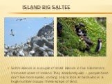 Island Big Saltee. Solti's islands is a couple of small islands in five kilometers from east coast of Ireland. They absolutely wild – people here don't live more eyelid, coming only to look at birds who in a huge number occupy these scraps of land.