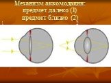 Механизм аккомодации: предмет далеко (1) предмет близко (2). 1 2