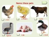 Name these pets a cow a chicken a hen a duck a goose a pig