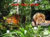 Name these animals a lion a tiger