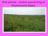 Wild peonies - another special thing of Khomutovsky Steppe