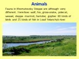 Animals. Fauna in Khomutovsky Steppe are although very different. Here lives wolf, fox, gross-snake, polecat, weasel, steppe marmot, hamster, gopher. 80 kinds of birds and 15 kinds of fish in Load Yelanchyk river.