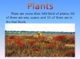 Plants. There are more then 560 kind of plants. 50 of them are very scarce and 15 of them are in the Red Book.