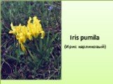 Iris pumila (Ирис карликовый)