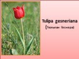 Tulipa gesneriana (Тюльпан Геснера)